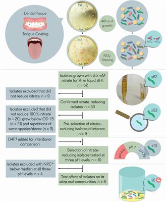 Isolation and Characterization of Nitrate-Reducing Bacteria as Potential Probiotics for Oral and Systemic Health